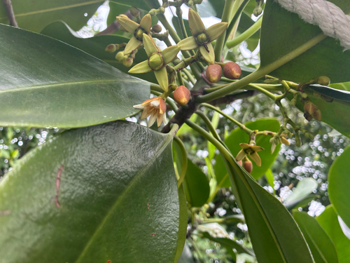 Rhizophora mucronata