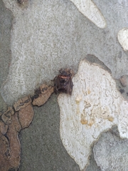 Antiteuchus mixtus