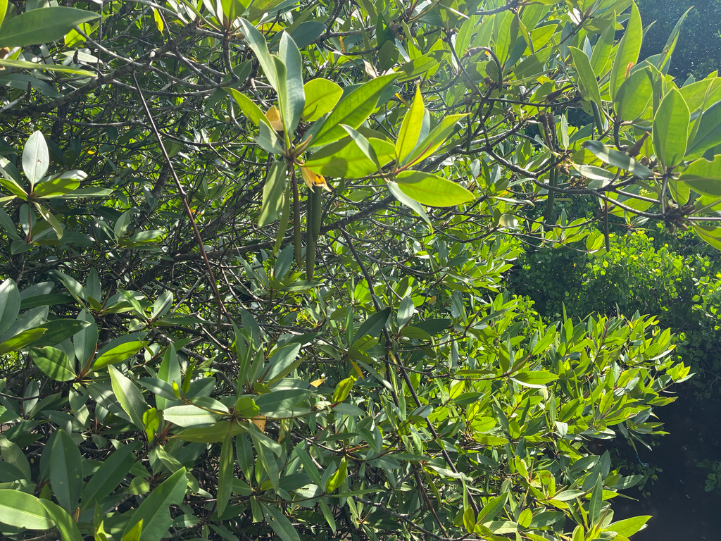 Bakau Minyak (Rhizophora apiculata)