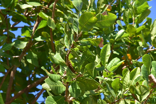 Ilayachi Tree Photo 613360148, (c) changchih-yi, some rights reserved (CC BY-NC ...
