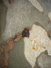 Antiteuchus mixtus