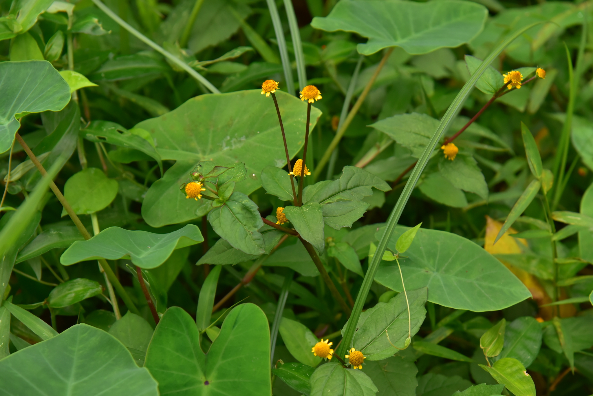 Acmella ciliata (Acmella ciliata)