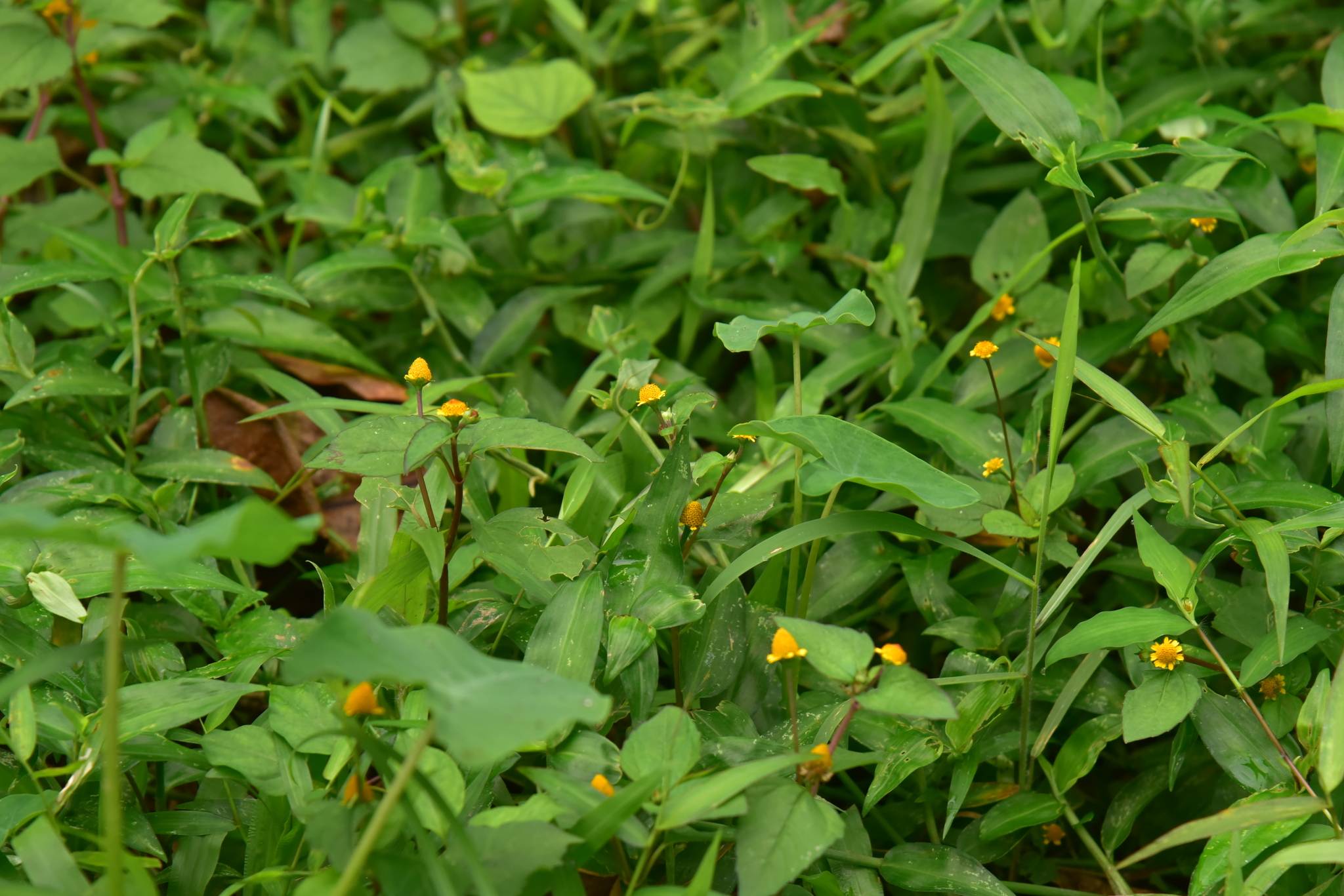 Acmella ciliata — ảnh 2
