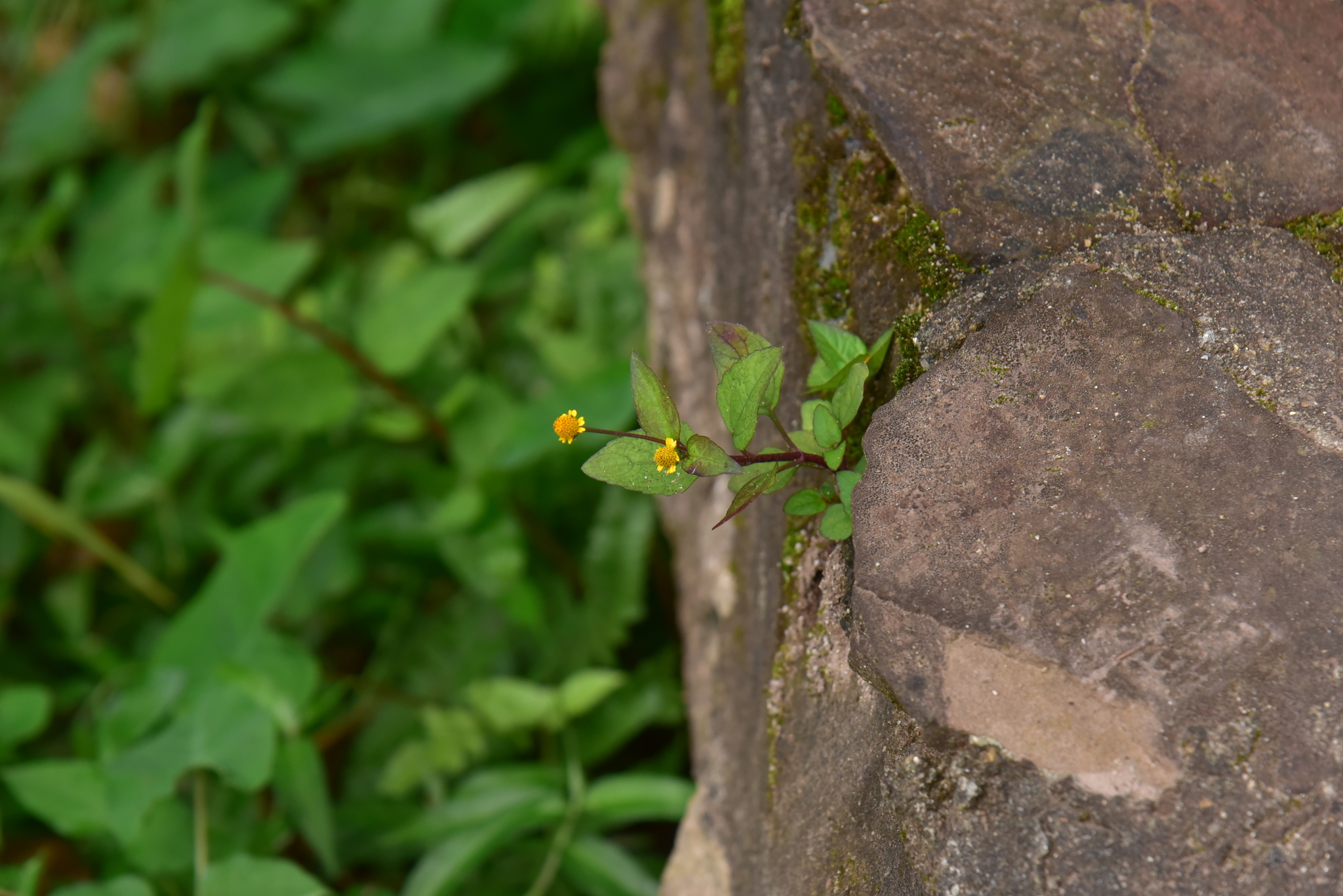 Acmella ciliata — ảnh 3