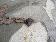 Antiteuchus mixtus