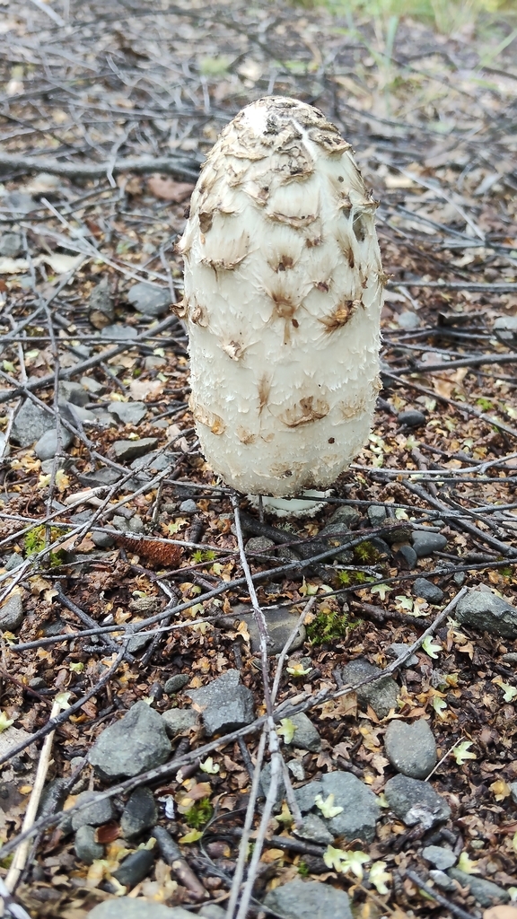 Coprinus comatus · February 2026 · photo: © john_barkla (iNaturalist, cc0)