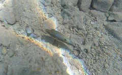 Canthigaster margaritata