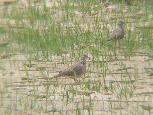 Spilopelia chinensis