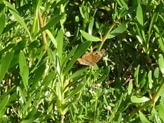 Junonia neildi varia