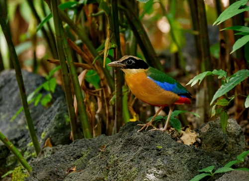 Blue-winged Pitta (Pitta moluccensis)
