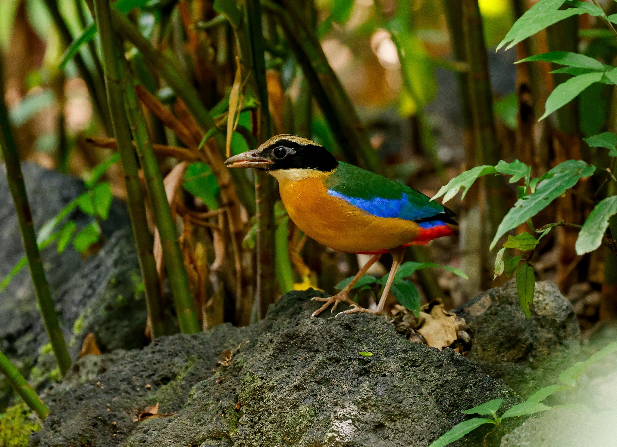 Blue-winged Pitta (Pitta moluccensis), photo 2