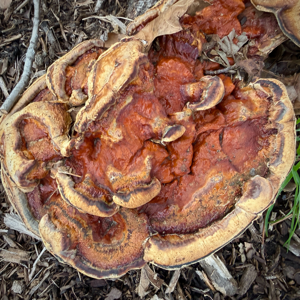 Ganoderma sessile · February 2026 · photo: © thymetofish (iNaturalist, cc-by)