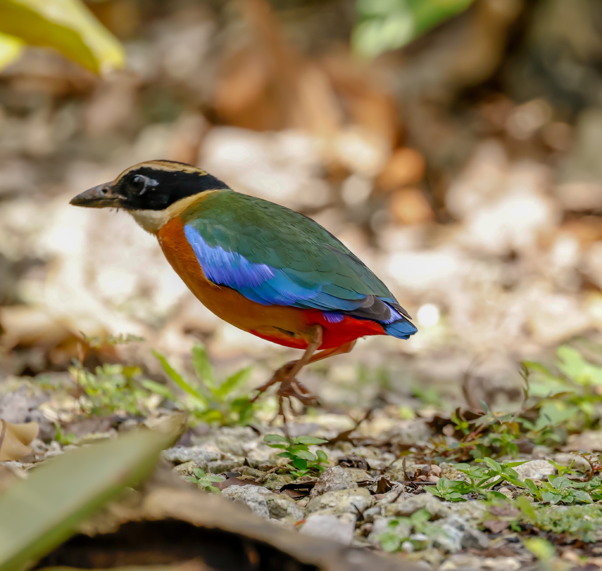 Blue-winged Pitta (Pitta moluccensis), photo 3