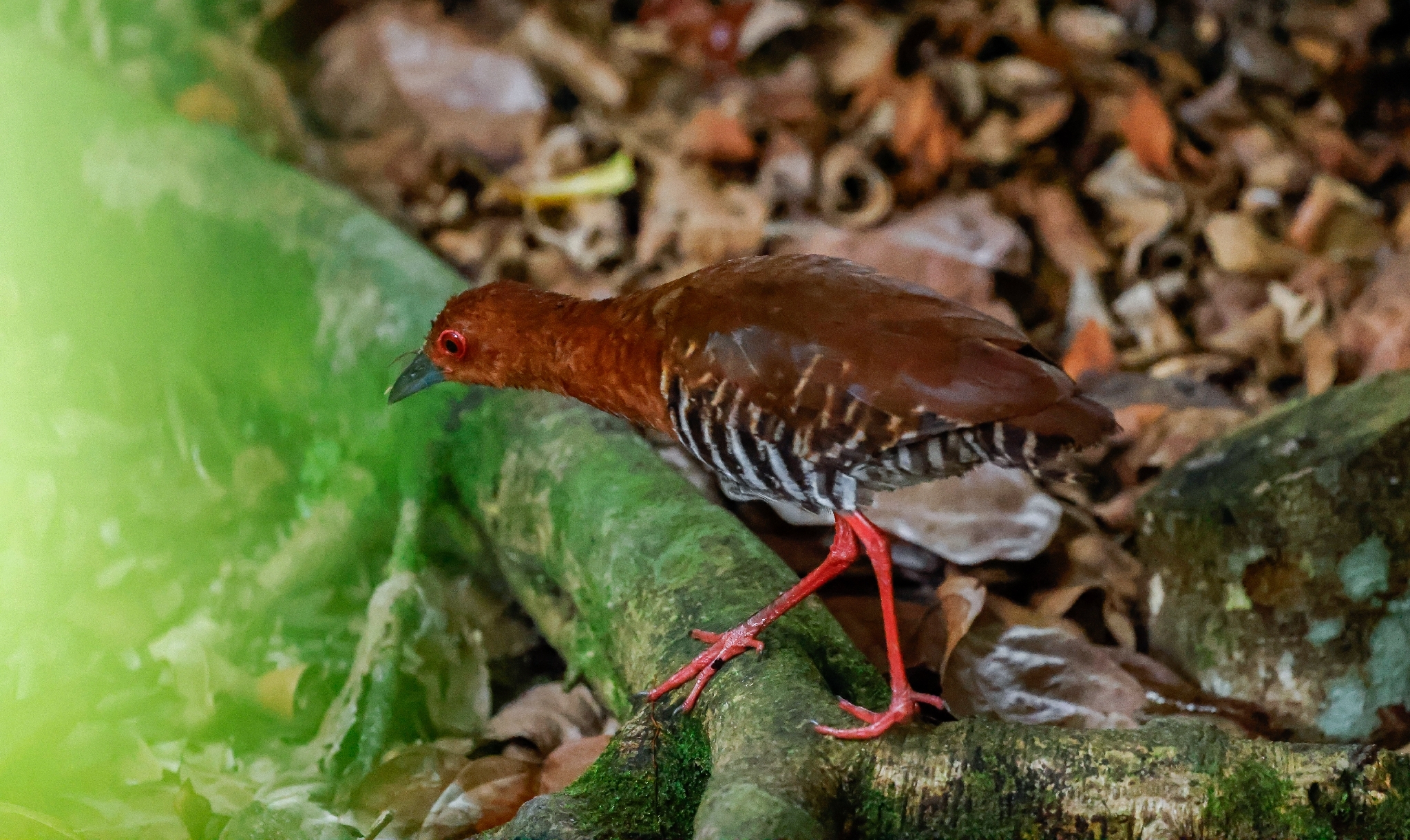 Red-legged Crake (Rallina fasciata), photo 1