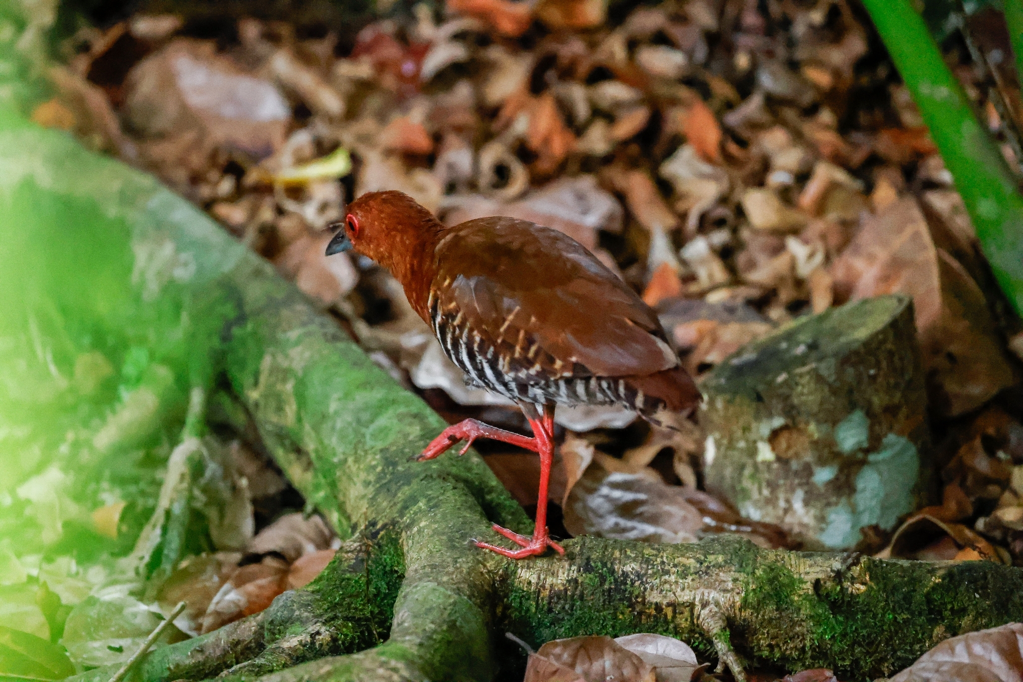 Red-legged Crake (Rallina fasciata), photo 2