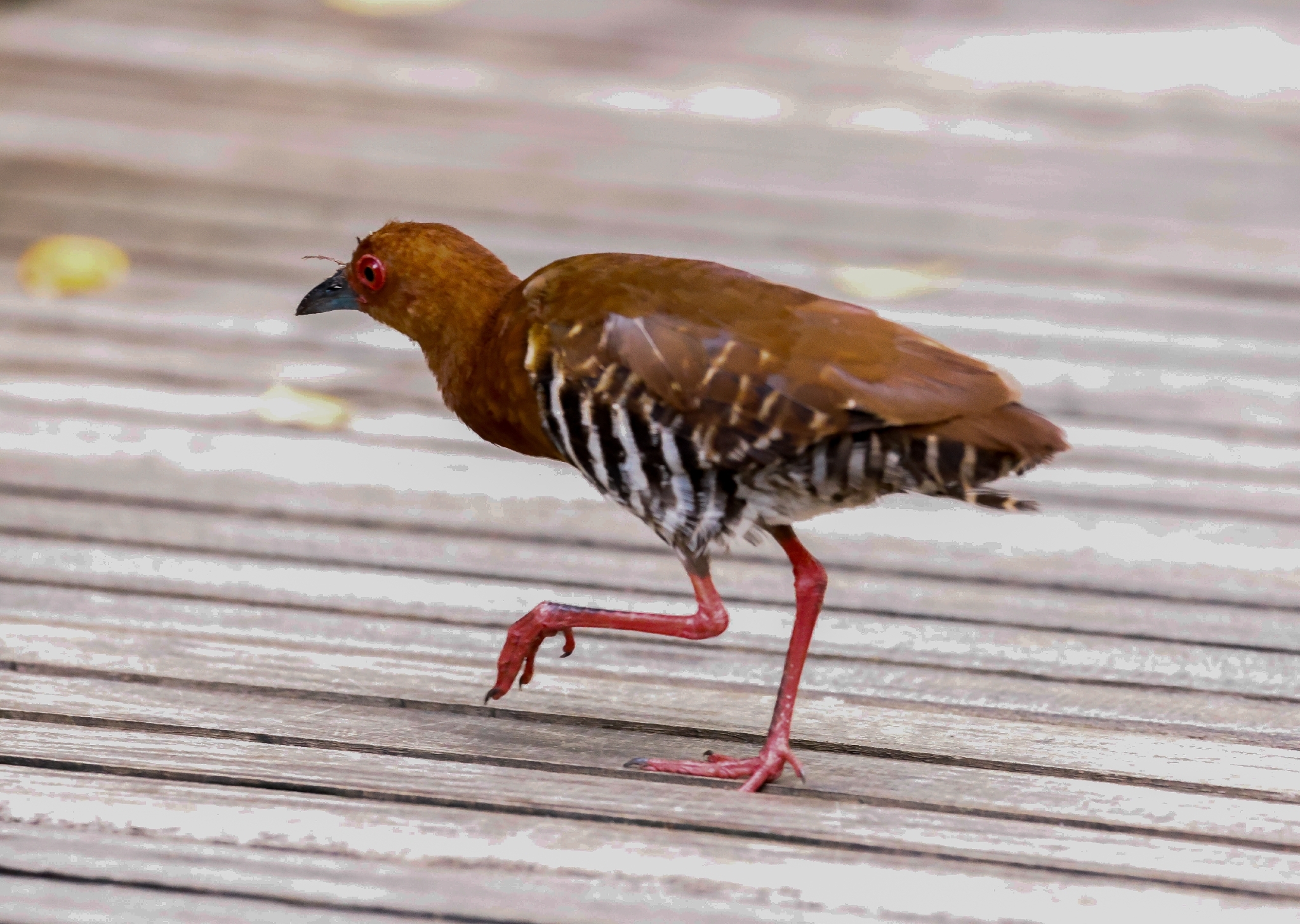 Red-legged Crake (Rallina fasciata), photo 3