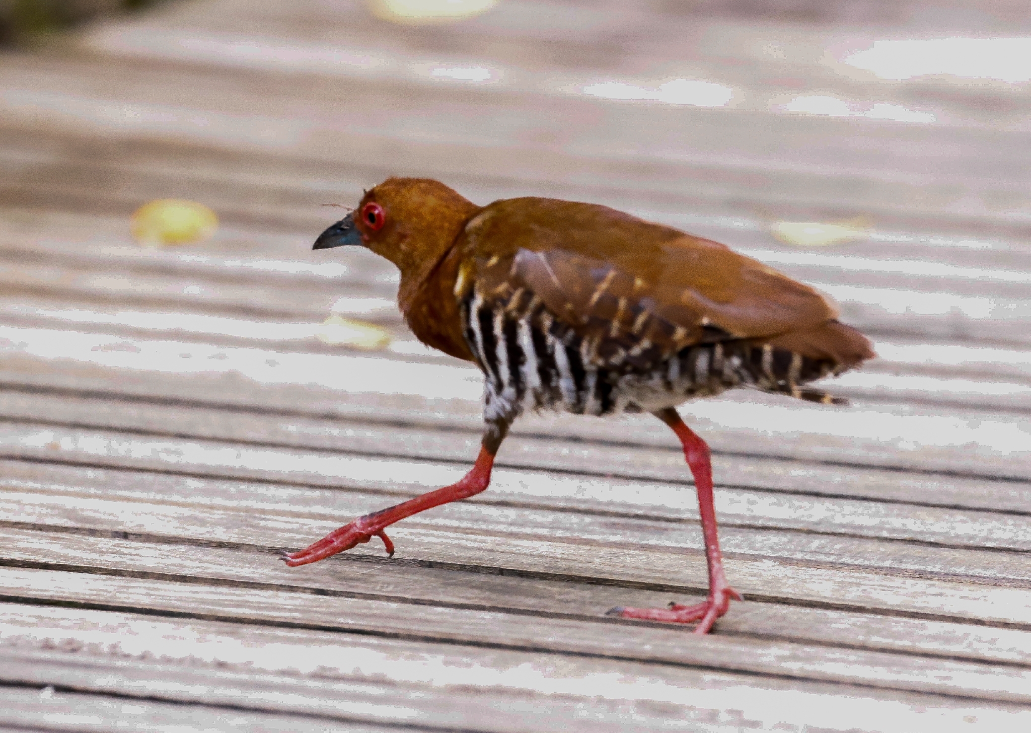 Red-legged Crake (Rallina fasciata), photo 4