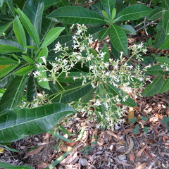 Alstonia muelleriana