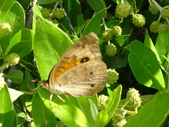 Junonia neildi varia