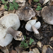 Tricholoma atrosquamosum - Photo (c) Christian Schwarz, some rights reserved (CC BY-NC), uploaded by Christian Schwarz