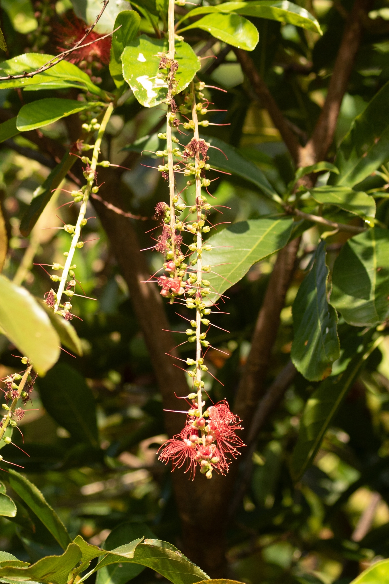 Barringtonia acutangula (Barringtonia acutangula)