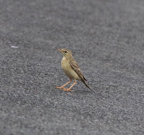 Tawny Pipit (Anthus campestris), photo 8