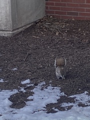 Sciurus carolinensis pennsylvanicus