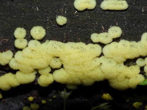 Ceratiomyxa porioides