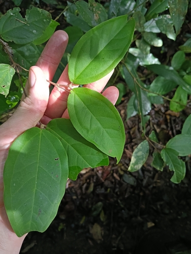 Iron Malletwood (Rhodamnia sessiliflora)