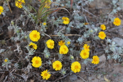 Thymophylla micropoides