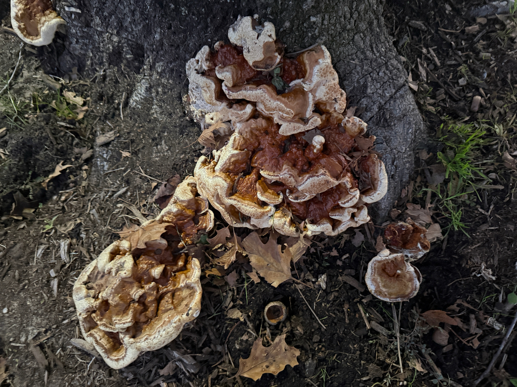 Ganoderma sessile · January 2026 · photo: © thymetofish (iNaturalist, cc-by)