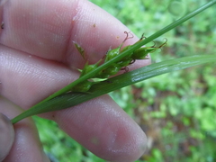 Carex depauperata