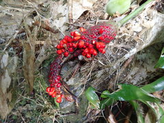 Anthurium crenatum
