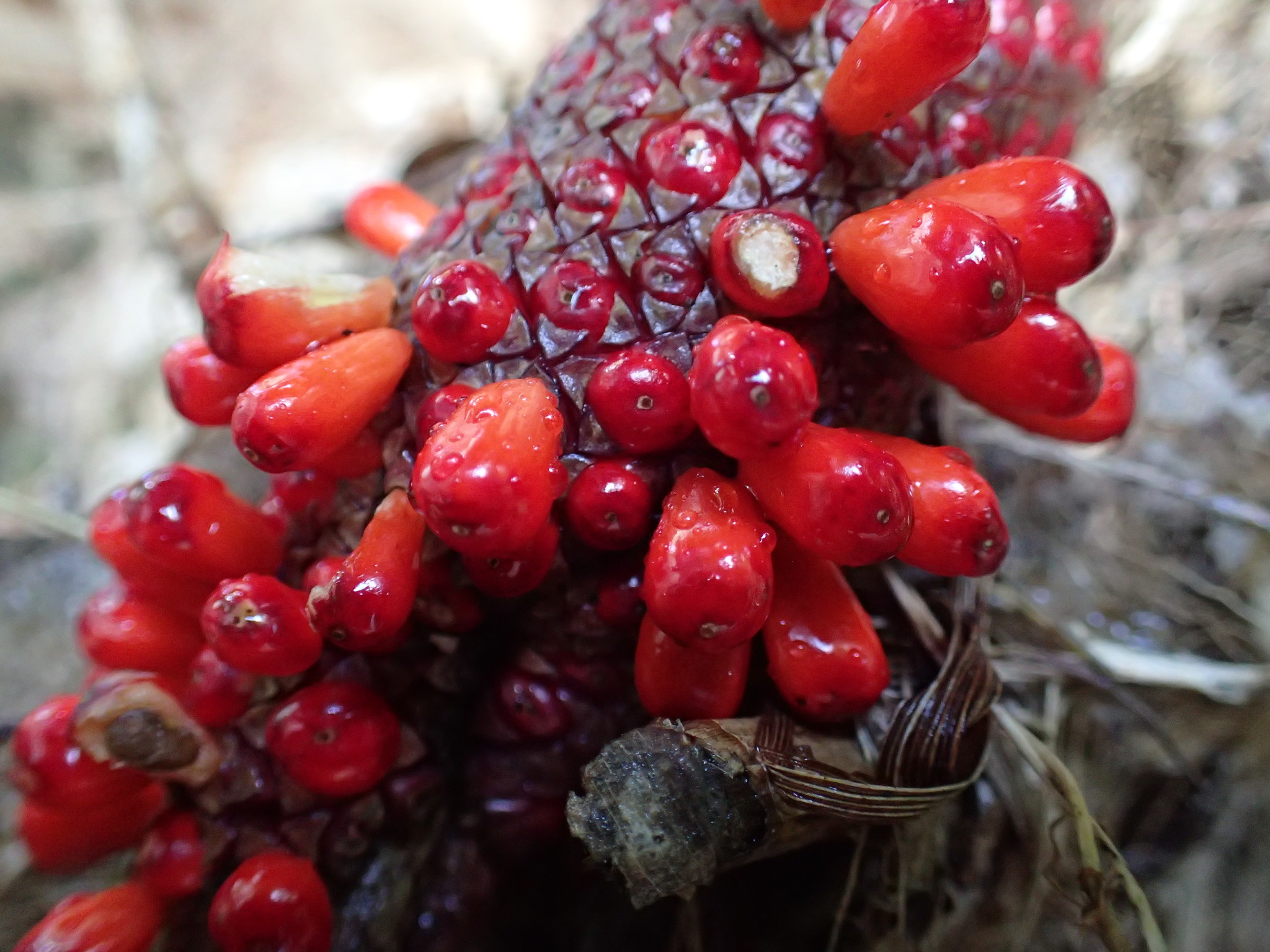 Scalloped Laceleaf (Anthurium crenatum)  iNaturalist