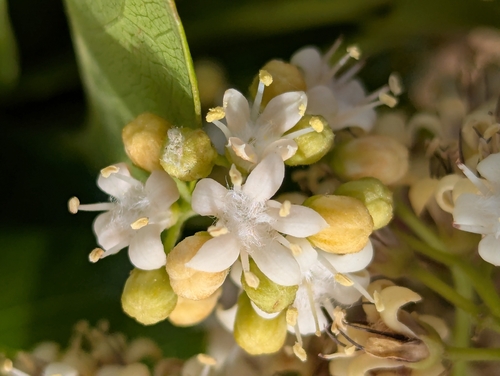 False yam (Icacina oliviformis)