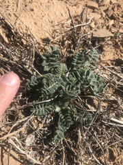 Astragalus holmgreniorum