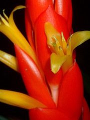 Guzmania berteroniana