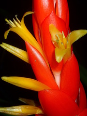 Guzmania berteroniana
