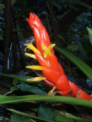 Guzmania berteroniana