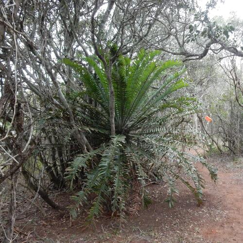 Encephalartos altensteinii, photograph 4