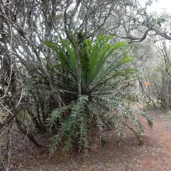 (c) Henry de Lange, some rights reserved (CC BY) Encephalartos altensteinii, photograph (c) Henry de Lange, some rights reserved (CC BY)