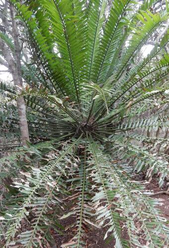 Encephalartos altensteinii, photograph 3