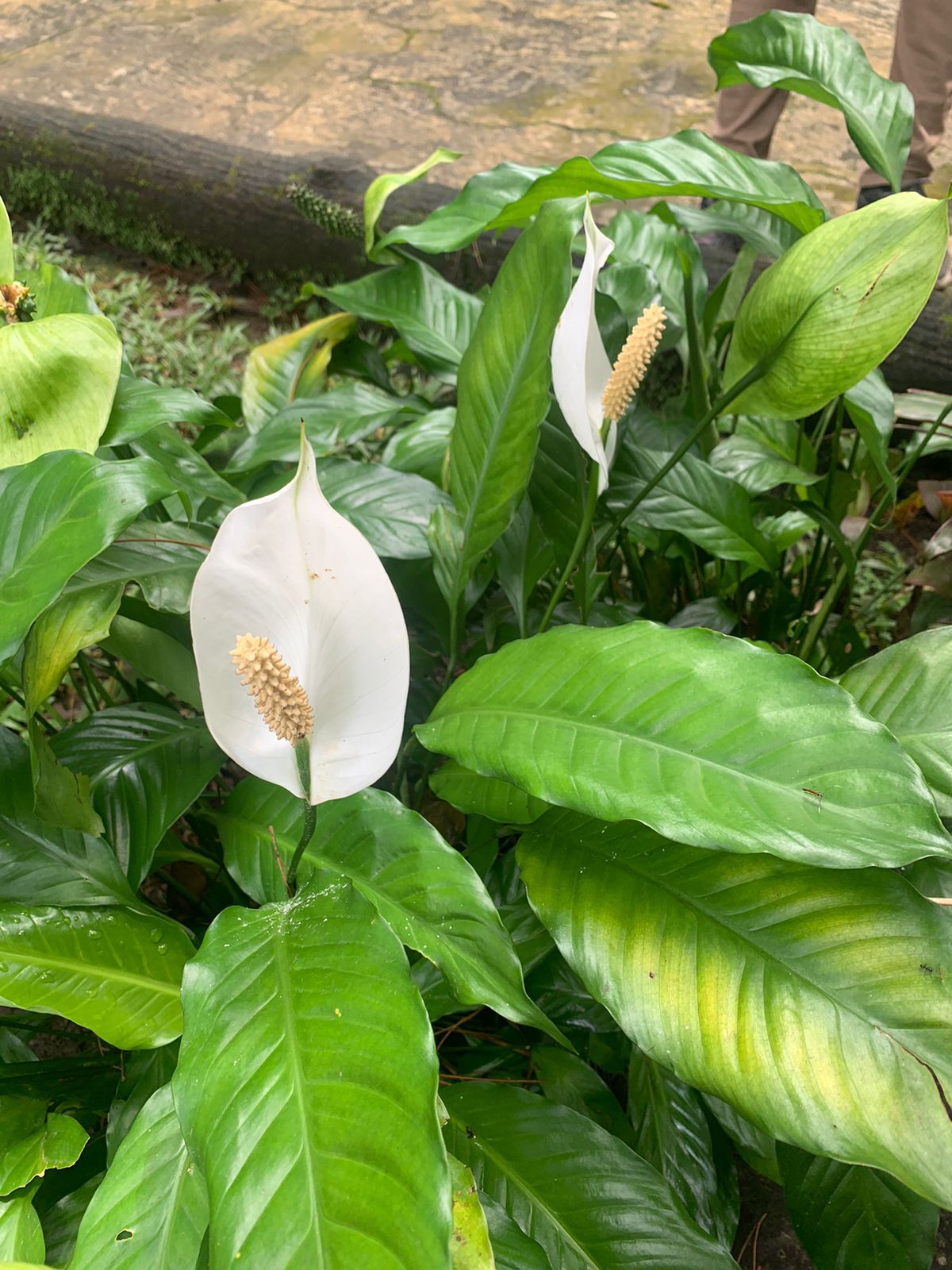 Peace lily clump in leaf and flower