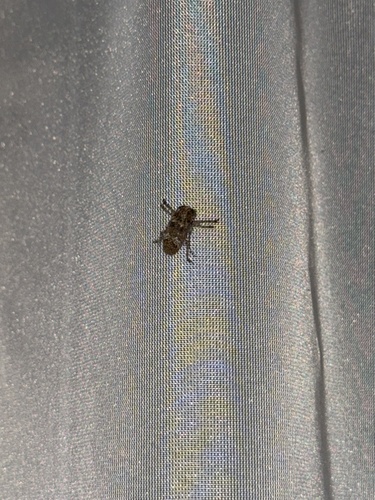 Rhytiphora bankii observed 2026-02-04