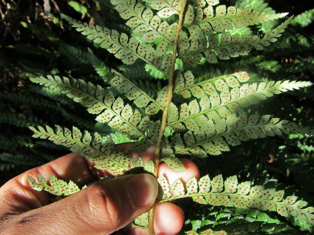 Polystichum chilense