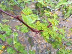Erythrostemon placidus