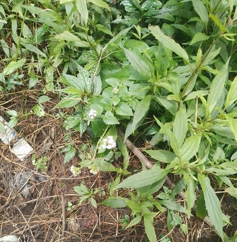 Ageratum conyzoides