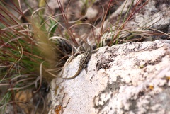 Sceloporus brownorum