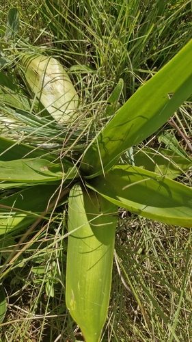 Autumn Pineapple Lily