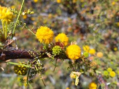Vachellia pacensis